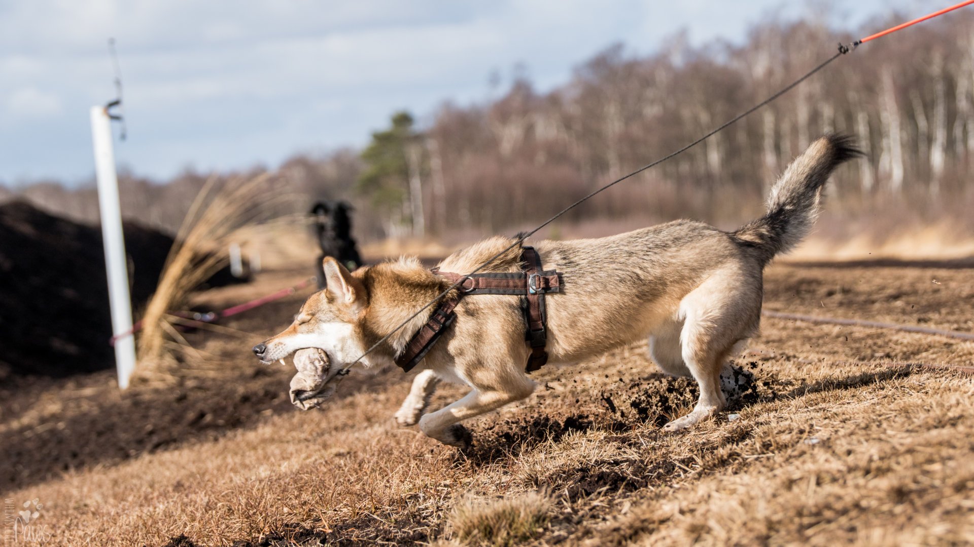Was will mein Hund? Die 4 Grundbedürfnisse jedes Hundes Kompass Hund