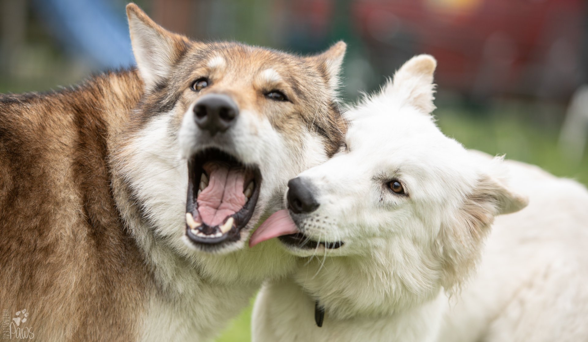 Was will mein Hund? Die 4 Grundbedürfnisse jedes Hundes Kompass Hund