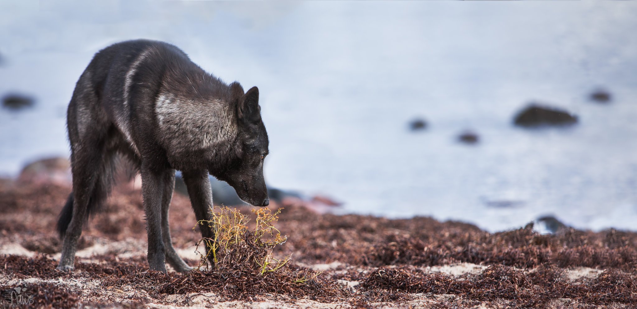 "Meiner will nur mal Hallo sagen!" Kompass Hund