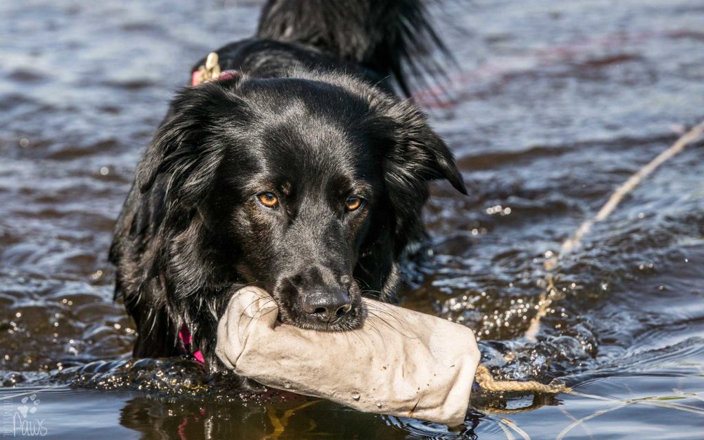 Kompass Hund | Deine Hundeschule Hannover, Barsinghausen & Umgebung