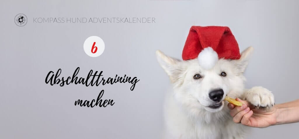 24 Tipps für die Feiertage Kompass Hund