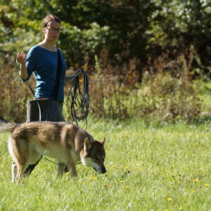 Revieren – Flächensuche | Kompass Hund | Deine Hundeschule Hannover, Barsinghausen und Umgebung