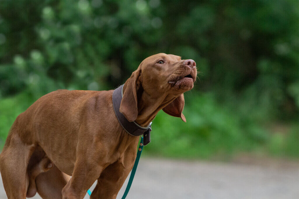 Basiskurs Sicherheit geben | Kompass Hund | Deine Hundeschule in Hannover, Barsinghausen & Umgebung