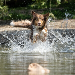 Workshop „Boot fahren – Beuteljagd am/im Wasser“ am 02.08.25, 10.00 Uhr - ca. 13.00 Uhr