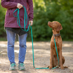 Leinenführigkeit | Kompass Hund | Deine Hundeschule Hannover, Barsinghausen und Umgebung