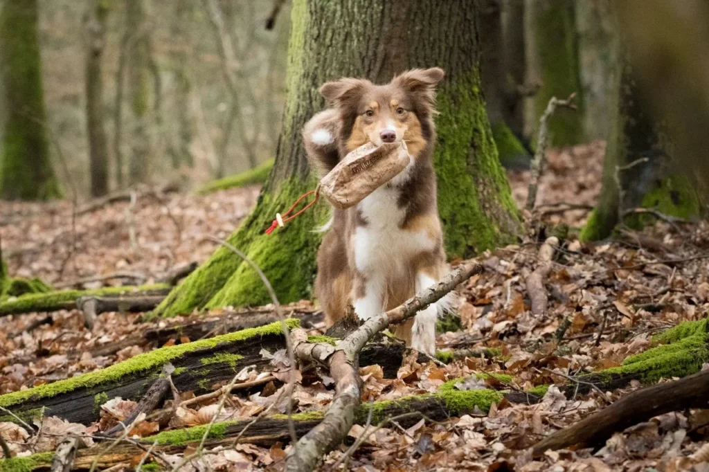 Hund trägt Futterbeutel im Wald zwischen Bäumen.