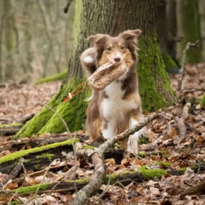 Hund trägt Futterbeutel im Wald zwischen Bäumen.