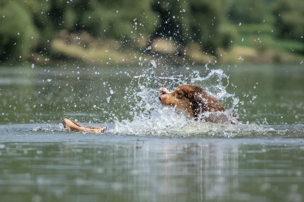 Ein Hund schwimmt im Wasser und spritzt Wasser während des Spiels.