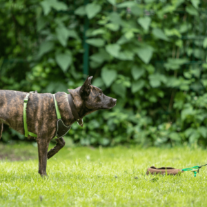 Jagdkontrolle | Kompass Hund | Deine Hundeschule Hannover, Barsinghausen und Umgebung