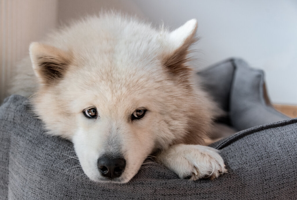 Hund im Körbchen | Kompass Hund | Hundetraining Hannover, Barsinghausen & Umgebung