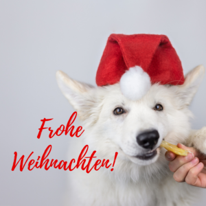 Hund mit Weihnachtsmütze | Kompass Hund | Deine Hundeschule Hannover, Barsinghausen & Umgebung
