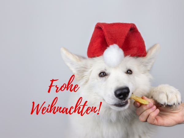 Hund mit Weihnachtsmütze | Kompass Hund | Deine Hundeschule Hannover, Barsinghausen & Umgebung