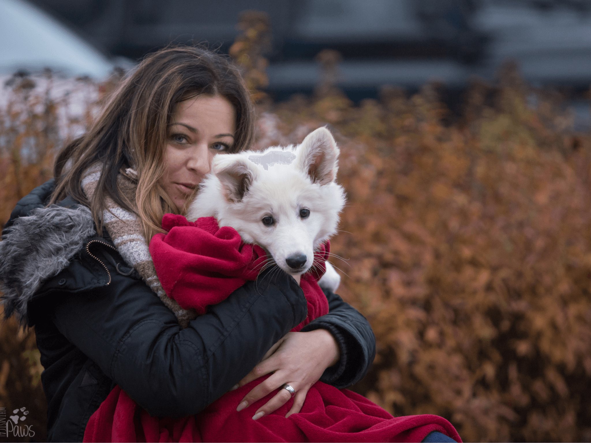 Hund Sicherheit bieten | Kompass Hund | Hundetraining Hannover, Barsinghausen und Umgebung