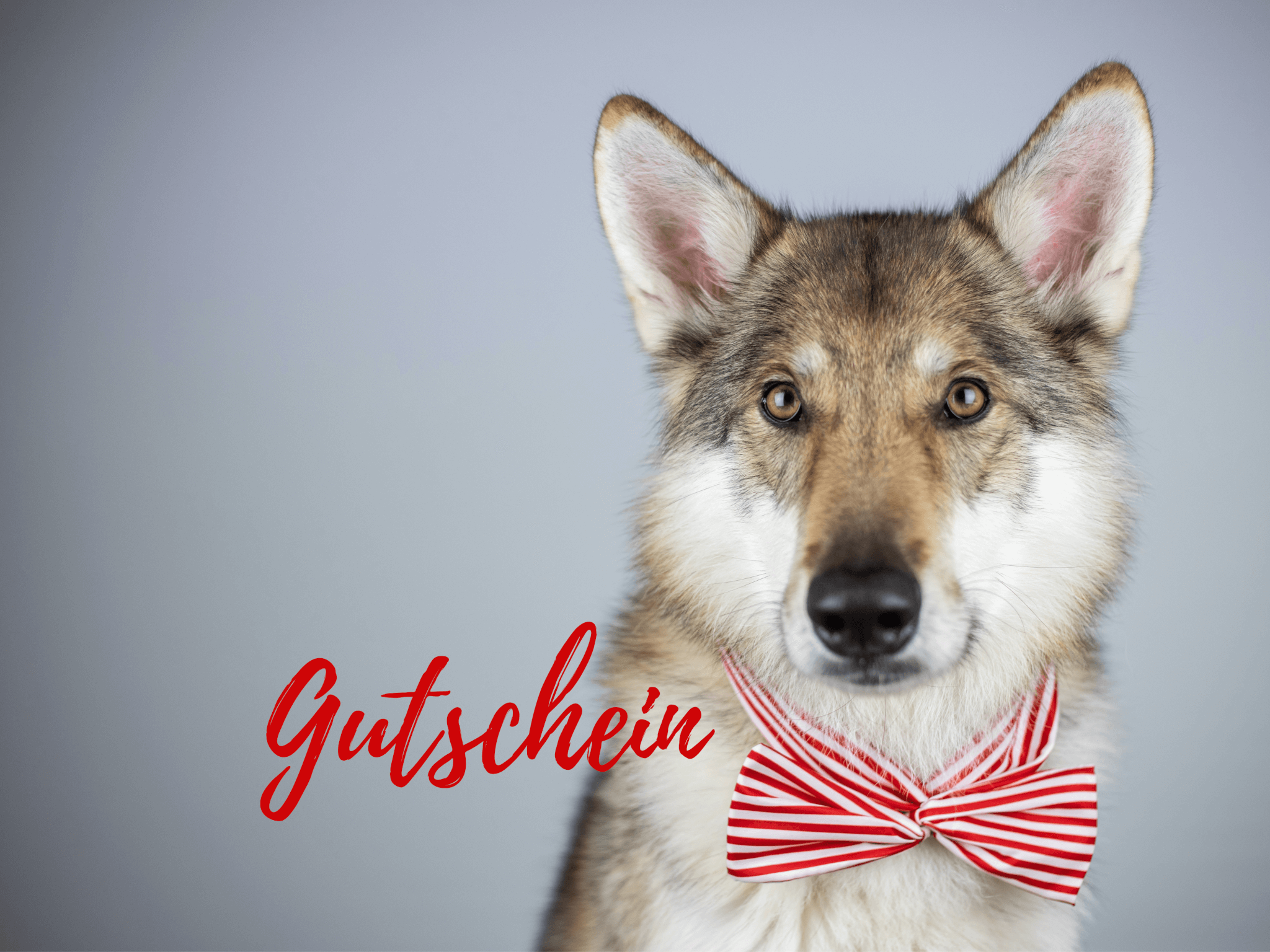 Hund mit Fliege um den Hals | Kompass Hund | Deine Hundeschule Hannover, Barsinghausen & Umgebung