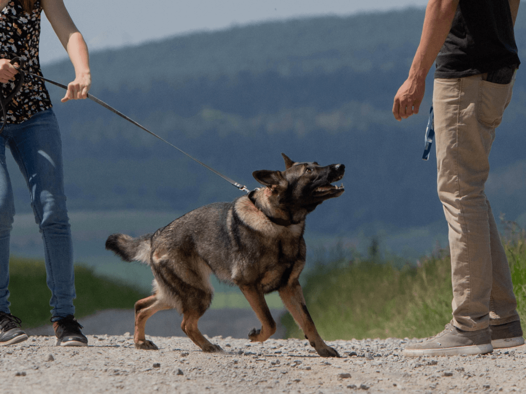 Hund zieht an der Leine zu einem Menschen hin | Kompass Hund | Hundetraining Hannover, Barsinghausen und Umgebung