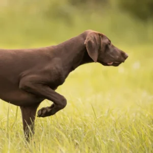 Brauner Hund steht auf einer Wiese.