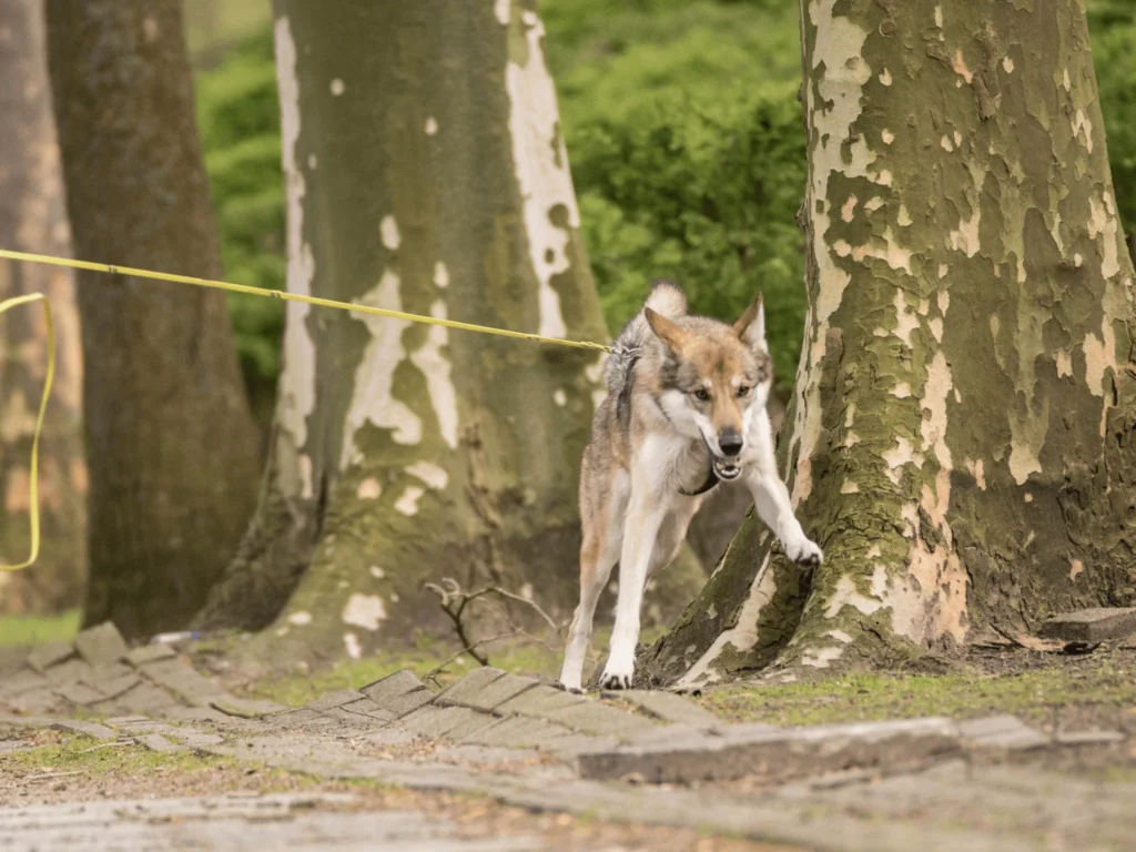 Hund zieht an der Leine zwischen Bäumen im Park.