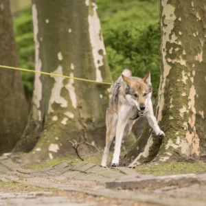 Hund zieht an der Leine zwischen Bäumen im Park.