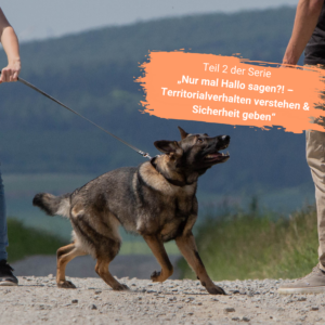 Hund zieht an der Leine zu einem Menschen hin | Kompass Hund | Deine Hundeschule Hannover, Barsinghausen & Umgebung