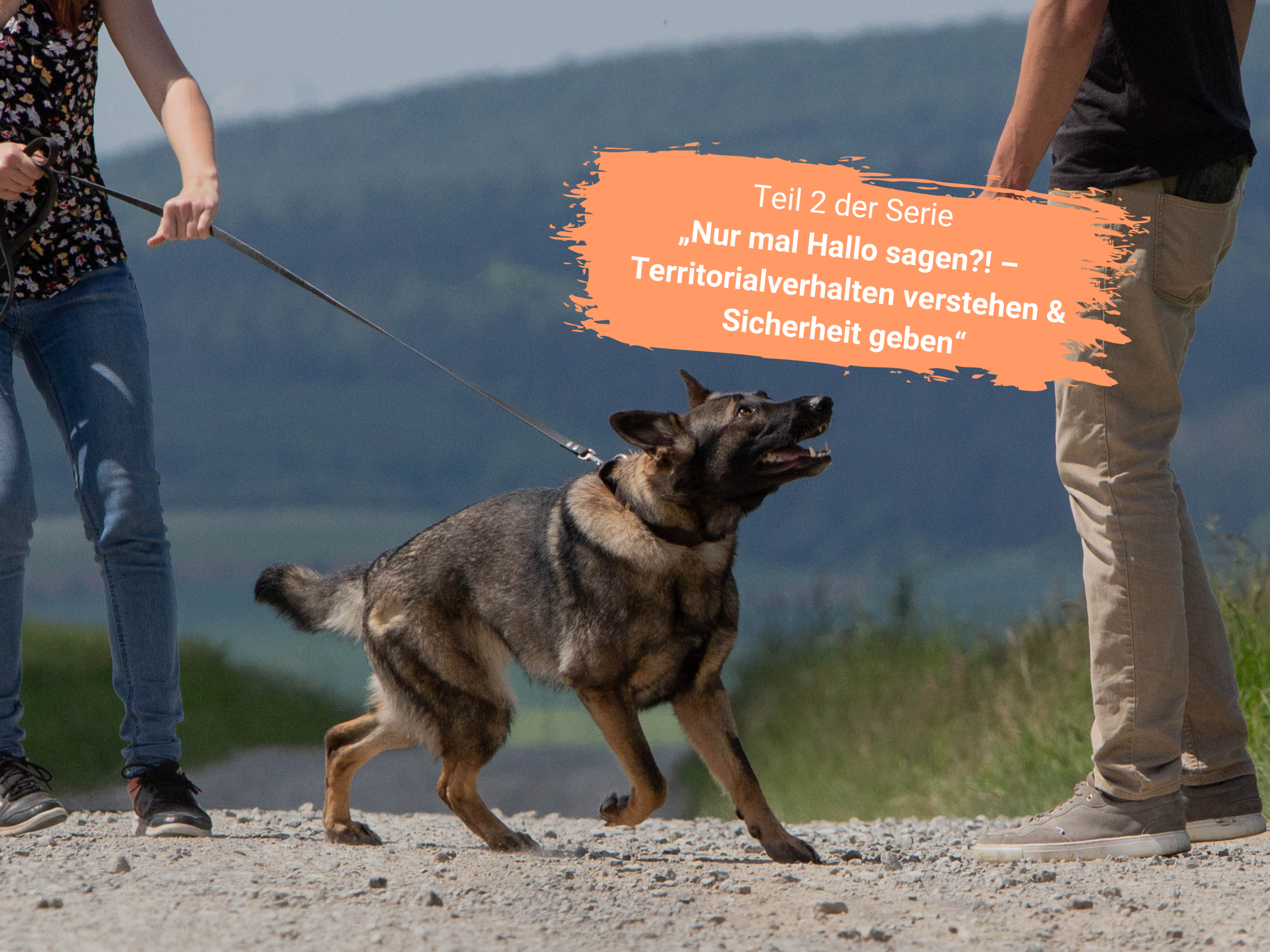 Hund zieht an der Leine zu einem Menschen hin | Kompass Hund | Deine Hundeschule Hannover, Barsinghausen & Umgebung