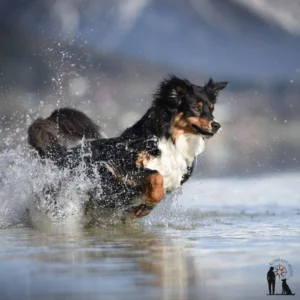Aktiver Hund springt ins Wasser und spritzt Wasser auf.