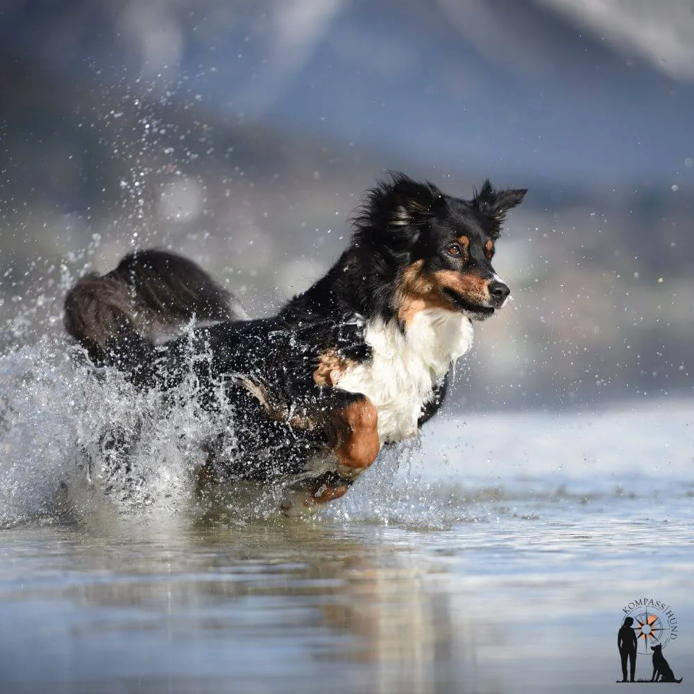 Aktiver Hund springt ins Wasser und spritzt Wasser auf.