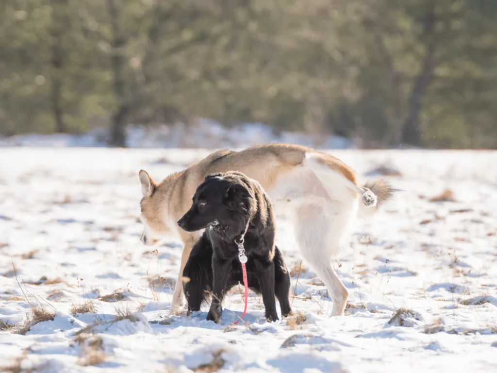 Schwarzer Hund und Wolf im Schnee bei Begegnung