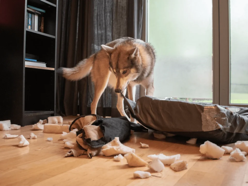 Wolf-Hund in unordentlichem Zimmer mit zerfetztem Hundebett.