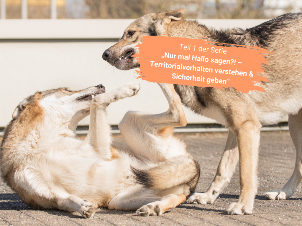 Zwei Hunde interagieren, einer liegt auf dem Rücken.