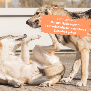 Zwei Hunde interagieren, einer liegt auf dem Rücken.