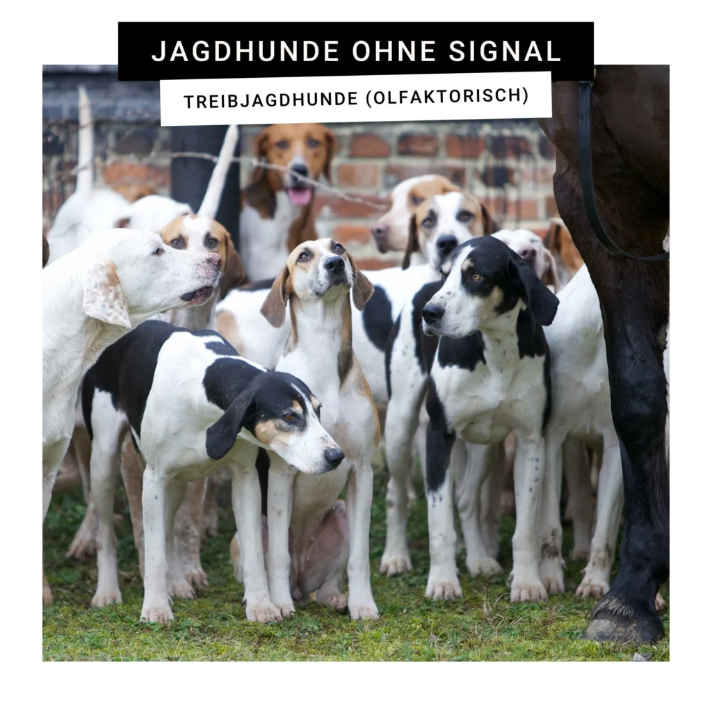 Gruppe von Treibjagdhunden in einer Wiese