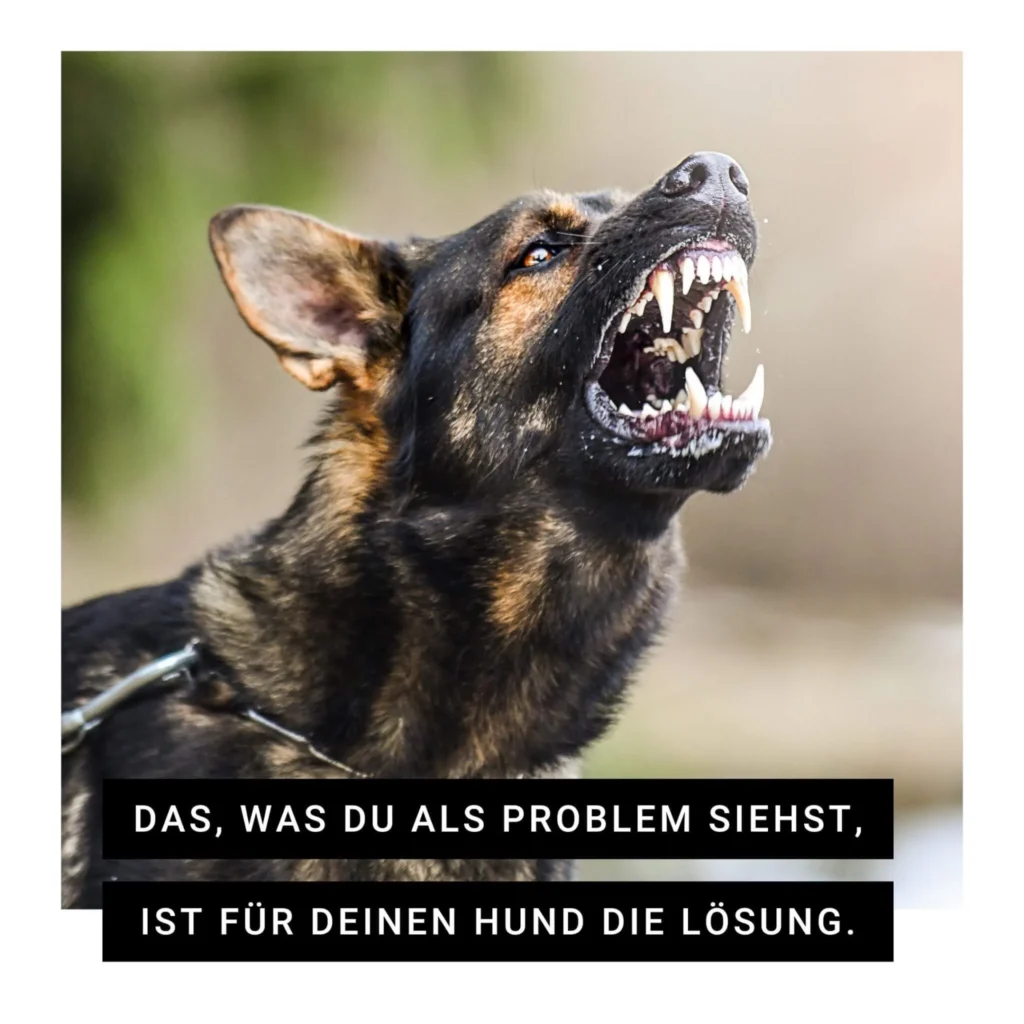Aggressiver Hund mit geöffnetem Maul, Zähnen sichtbar