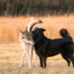 Zwei Hunde spielen und erkunden ein Feld.