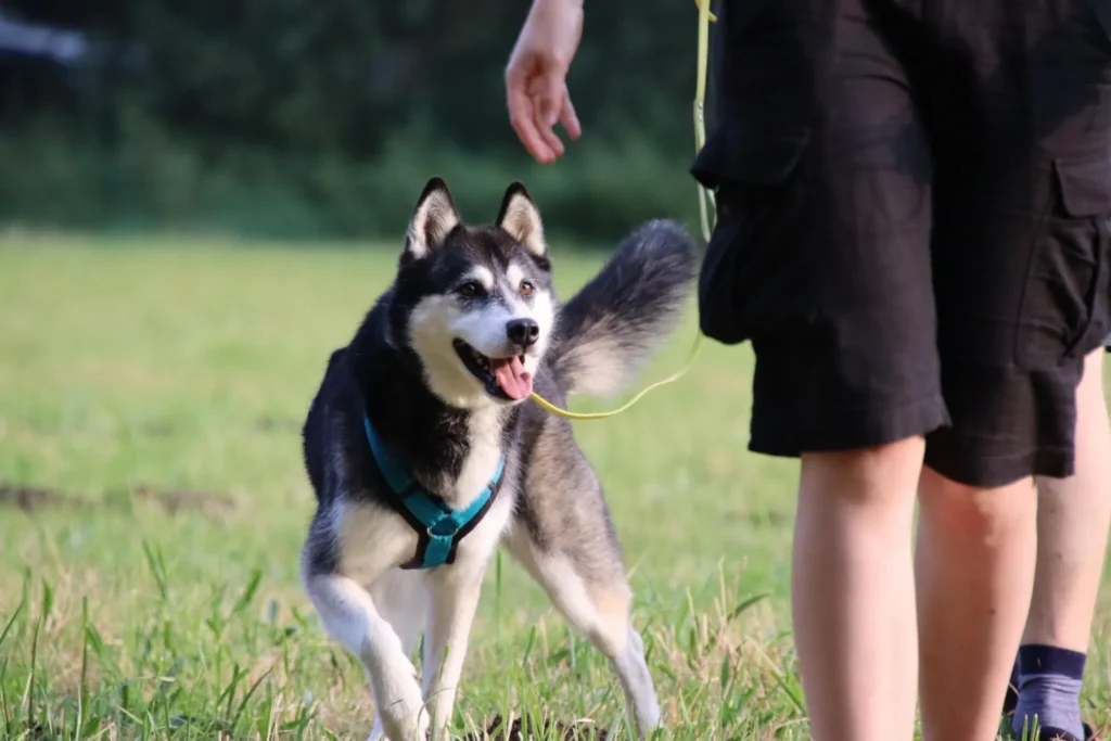 Ein Husky, der fröhlich beim Spaziergang ist.