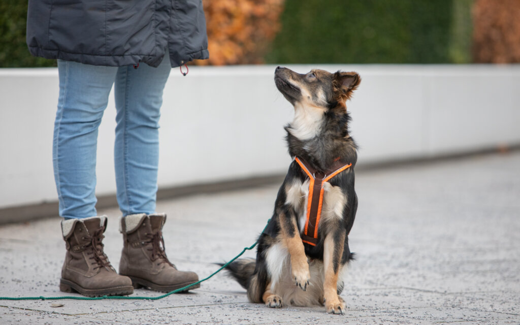 Hundeschule Preise | Kompass Hund | Deine Hundeschule Hannover, Barsinghausen und Umgebung