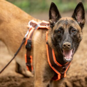 Futterbeuteljagd Schatzjäger Workshop | Kompass Hund | Deine Hundeschule Hannover, Barsinghausen und Umgebung