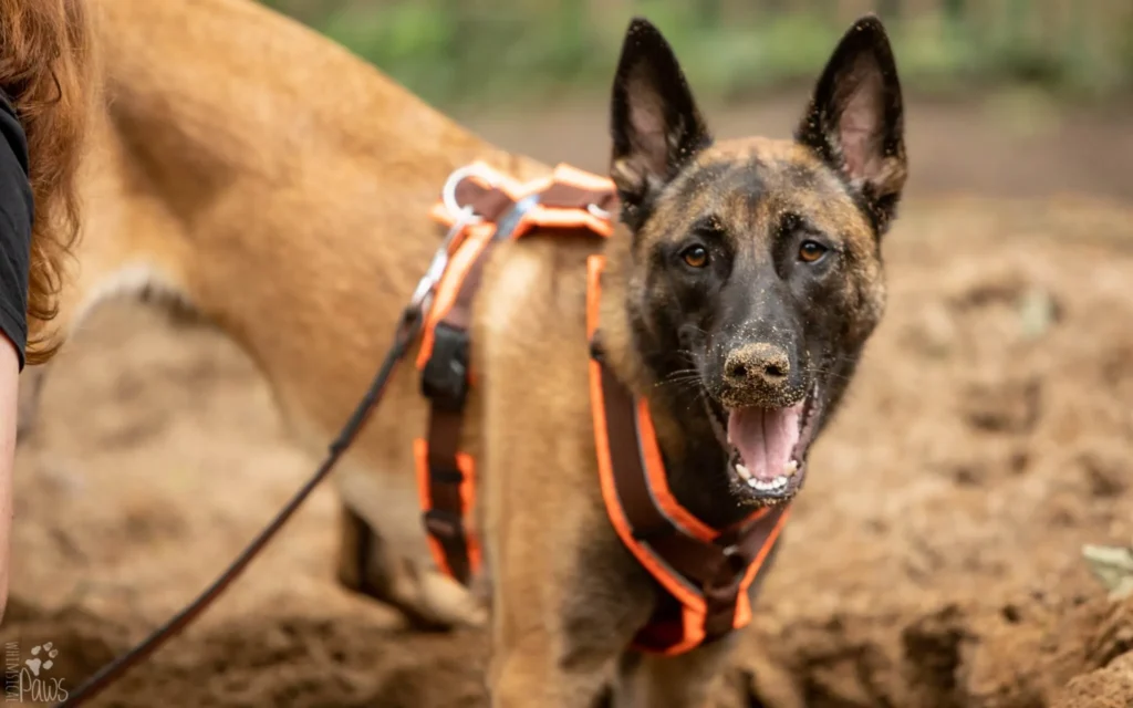 Malinois Hund mit Geschirr während eines Workshops im Freien.