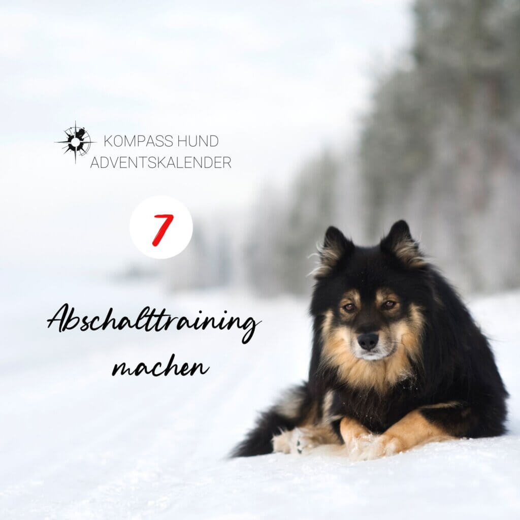 Adventskalender Hund | Kompass Hund | Deine Hundeschule Hamburg, Hannover und online