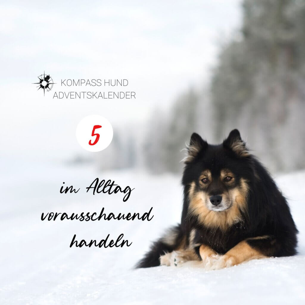 Adventskalender Hund | Kompass Hund | Deine Hundeschule Hamburg, Hannover und online