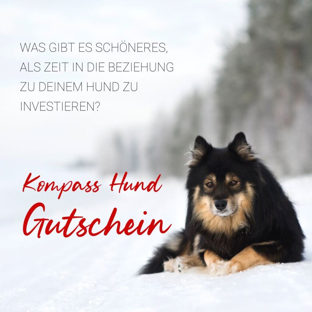 Adventskalender Hund | Kompass Hund | Deine Hundeschule Hamburg, Hannover und online