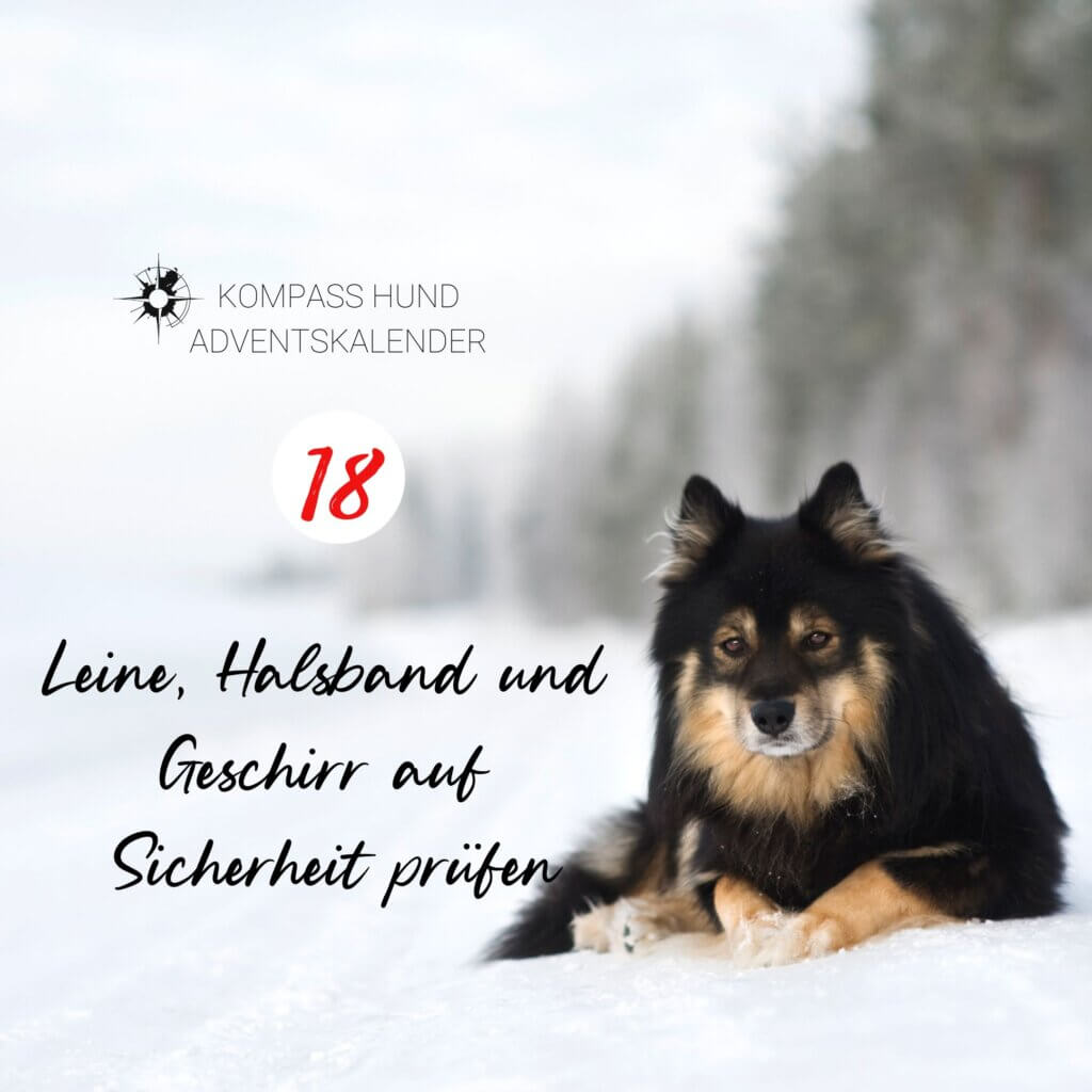 Adventskalender Hund | Kompass Hund | Deine Hundeschule Hamburg, Hannover und online
