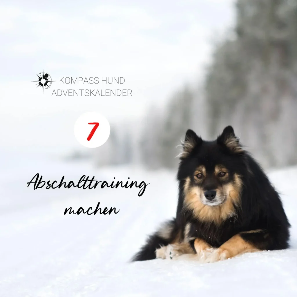 Schwarz-brauner Hund sitzt im Schnee, umgeben von winterlicher Landschaft.