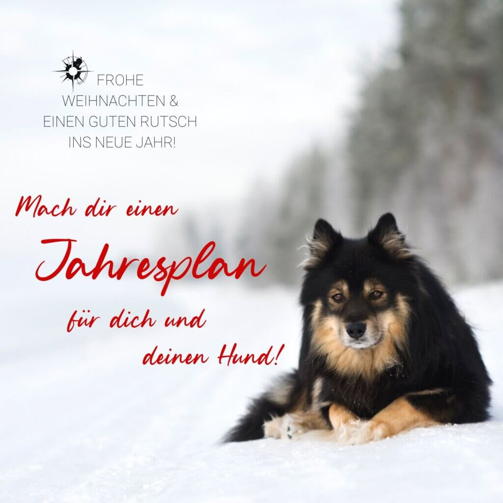Adventskalender Hund | Kompass Hund | Deine Hundeschule Hamburg, Hannover und online