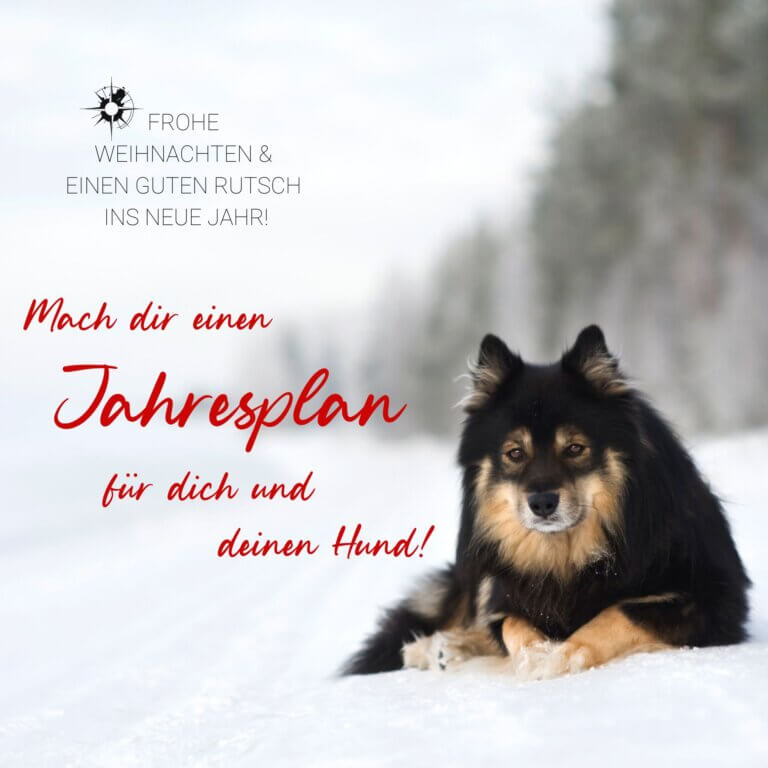 Adventskalender Hund | Kompass Hund | Deine Hundeschule Hamburg, Hannover und online