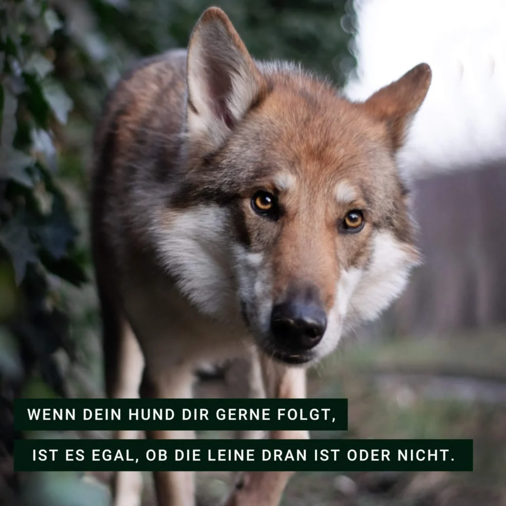 Nahaufnahme eines Wolfes in der Natur