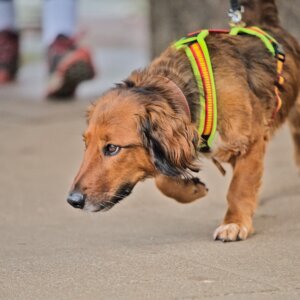 Mantrailing & Fährtenarbeit | Kompass Hund | Hundeschule in Hamburg, Hannover und online