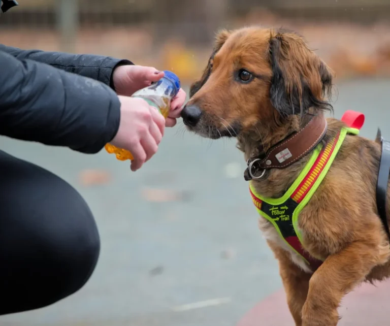 Ein Hund steht vor einer Person, die ihm eine Wasserflasche anbietet.