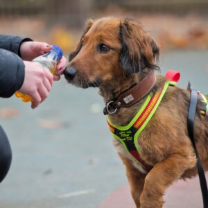 Dackel-Hovawart-Goldie-Mix