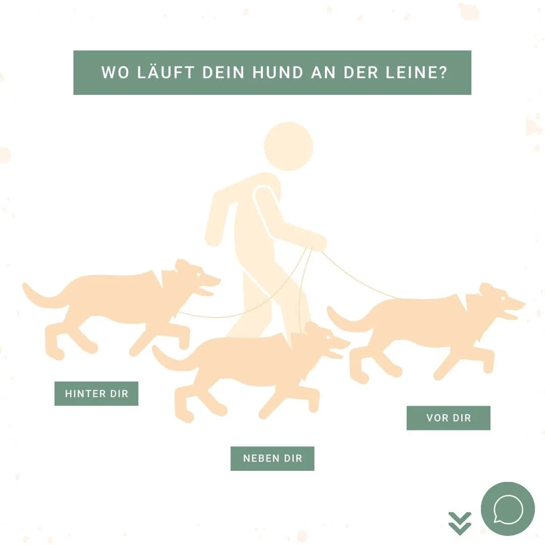 Darstellung von Hundelaufpositionen an der Leine: hinter, neben, vor dem Halter.