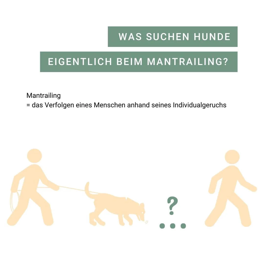 Illustration von Mantrailing mit Hund und Mensch.